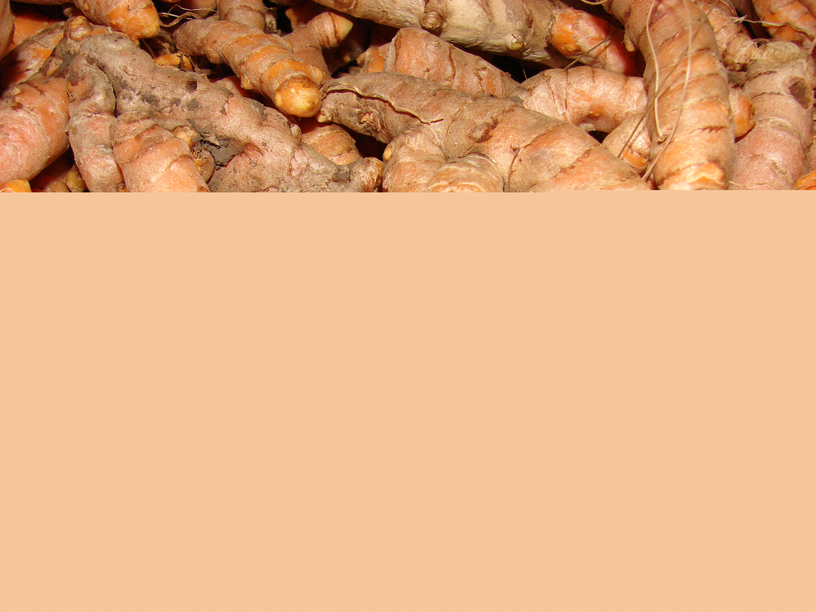 Rizoma de curcuma (fotogarfía de Forest and Kim Starr, licencia cc)
