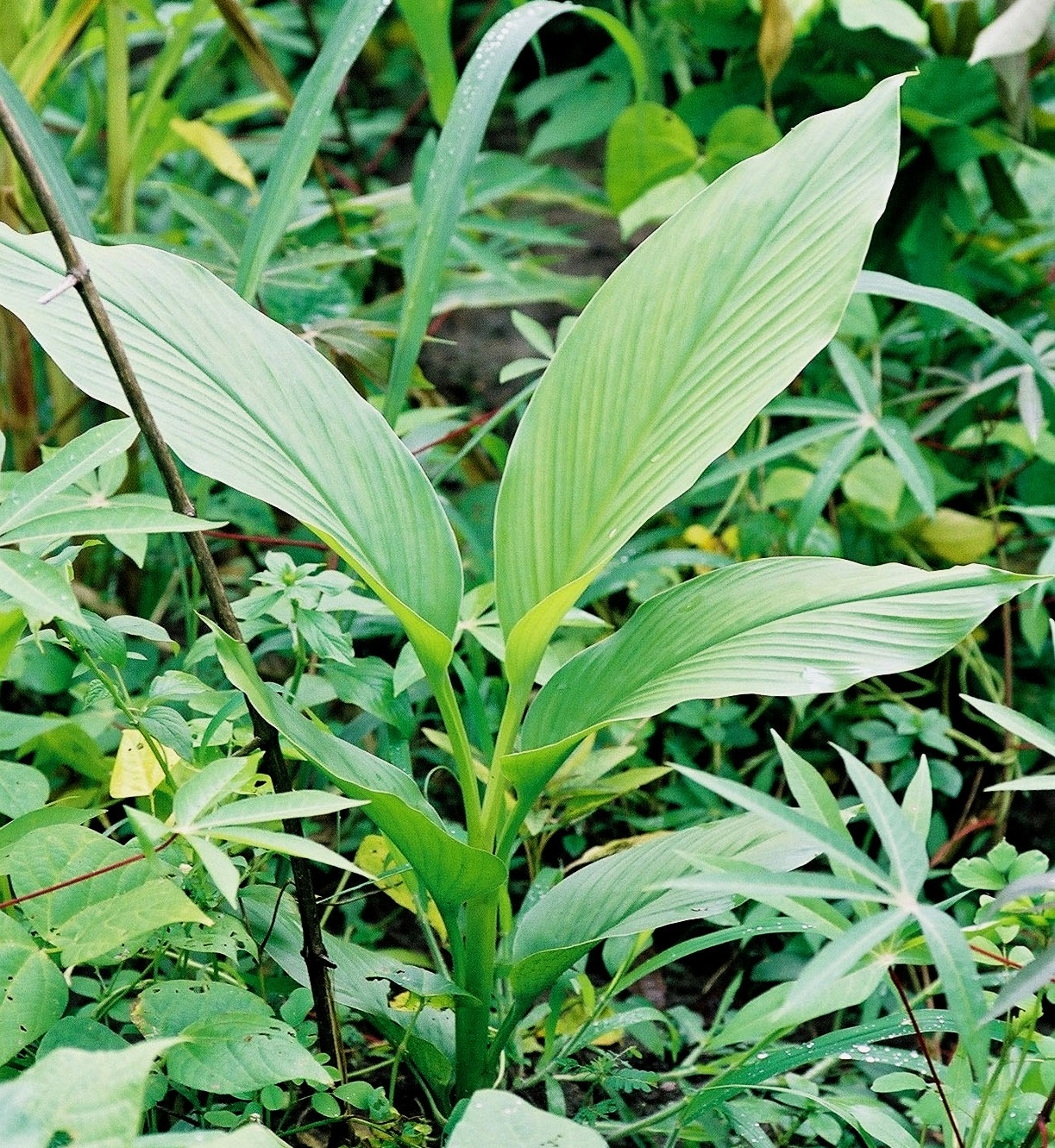 Uso de la curcuma en el síndrome premenstrual