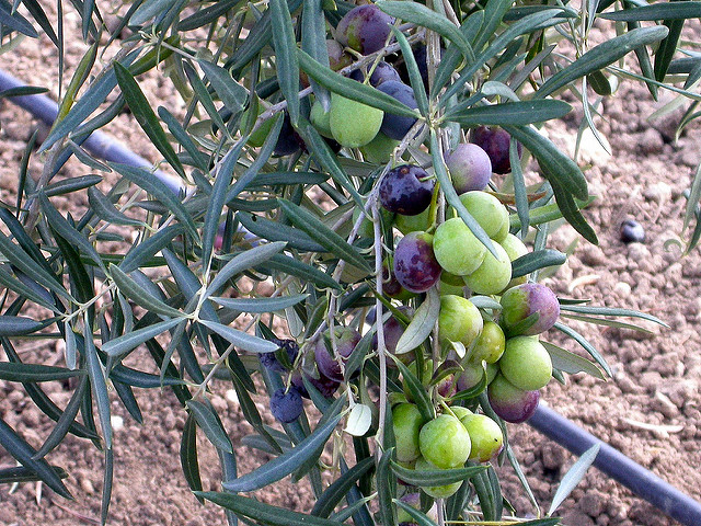 la aceituna y su potencial anticancerígeno