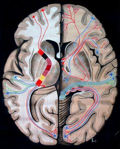 Central nervous system drawing circa 1900 From the anatomical literature and drawings collection at Heidelberg University--HeidICON.